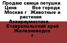 Продаю самца петушка › Цена ­ 700 - Все города, Москва г. Животные и растения » Аквариумистика   . Ставропольский край,Железноводск г.